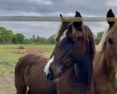 Ponette PFS 2024 