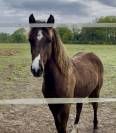 Ponette PFS 2024 