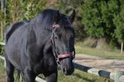 Cheval Nonius 10 ans - polyvalent - belle opportunité