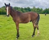 Poulain SF 1 an