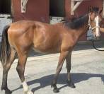 Poulain SF 1 an