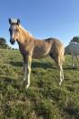 Pouliche / poney