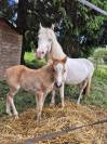 Pouliche / poney
