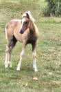 Pouliche / poney