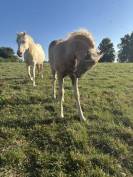 Pouliche / poney