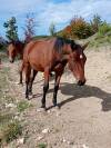 Poulain OC 18 mois