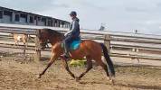 Etalon lusitalien 