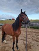 Etalon lusitalien 