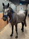 PONEY CONNEMARA OC de 4 ANS.