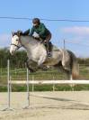 Hongre 9 Ans, 1m70,  Idéal CSO Club Elite 