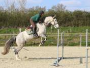 Hongre 9 Ans, 1m70,  Idéal CSO Club Elite 
