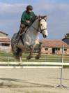 Hongre 9 Ans, 1m70,  Idéal CSO Club Elite 