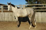 Hongre 9 Ans, 1m70,  Idéal CSO Club Elite 