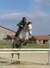 Hongre 9 Ans, 1m70,  Idéal CSO Club Elite 