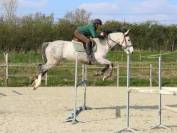 Hongre 9 Ans, 1m70,  Idéal CSO Club Elite 