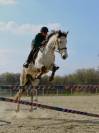 Hongre 9 Ans, 1m70,  Idéal CSO Club Elite 