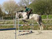 Hongre 9 Ans, 1m70,  Idéal CSO Club Elite 