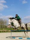 Hongre 9 Ans, 1m70,  Idéal CSO Club Elite 