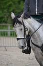 Hongre 9 Ans, 1m70,  Idéal CSO Club Elite 
