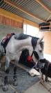 Hongre 9 Ans, 1m70, idéal 1er cheval, CSO Club Elite 