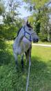 Hongre 9 Ans, 1m70, idéal 1er cheval, CSO Club Elite 