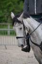 Hongre 9 Ans, 1m70, idéal 1er cheval, CSO Club Elite 