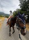 Saillie cheval