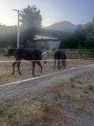 Saillie cheval