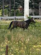 Saillie cheval