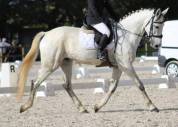 Joli hongre ISH de 8 ans pour amateur CSO