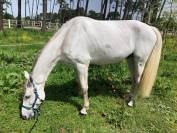 Joli hongre ISH de 8 ans pour amateur CSO
