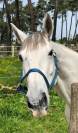Joli hongre ISH de 8 ans pour amateur CSO