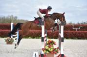 Cavalla baia KWPN olandese del 2011, 168cm al garrese.