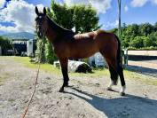 Cavalla baia KWPN olandese del 2011, 168cm al garrese.