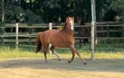 Mare French Saddle Pony For sale 2022 Chesnut
