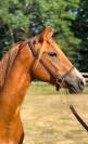 Mare French Saddle Pony For sale 2022 Chesnut