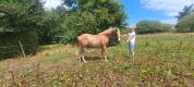 PONEY PFS 4 ANS HONGRE