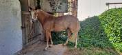 PONEY PFS 4 ANS HONGRE