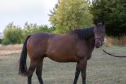 Cheval 7 ans cso/loisir 