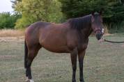 Cheval 7 ans cso/loisir 
