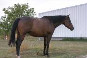 Cheval 7 ans cso/loisir 