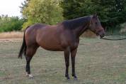 Cheval 7 ans cso/loisir 