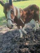 Poulain demi trait pie 18 mois