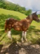 Poulain demi trait pie 18 mois
