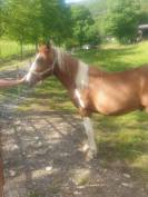 Poulain demi trait pie 18 mois
