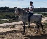 Ruin PRE Puur Ras Spaans Te koop 2015 Schimmel
