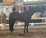 INVICTO : Jeune cheval de sport avec élégance
