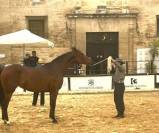 INVICTO : Jeune cheval de sport avec élégance