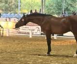INVICTO : Jeune cheval de sport avec élégance