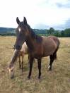 Exceptionnel poulain PRE 
